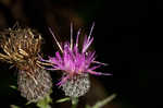 Swamp thistle